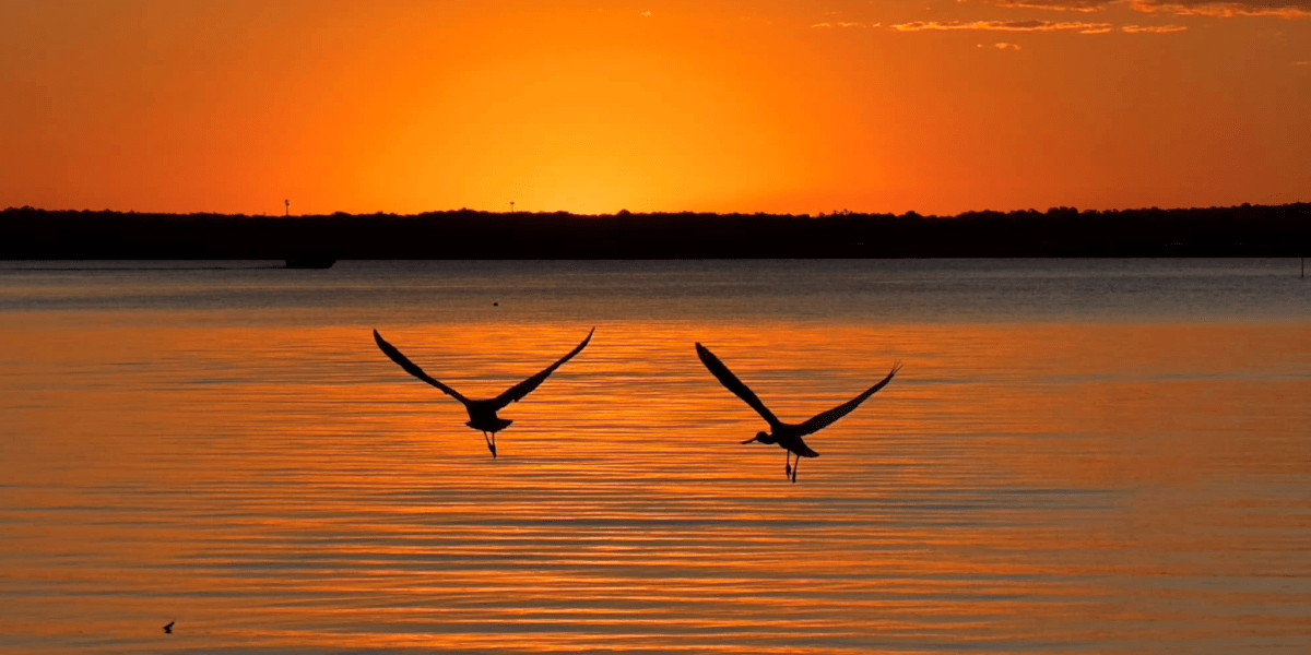 birds